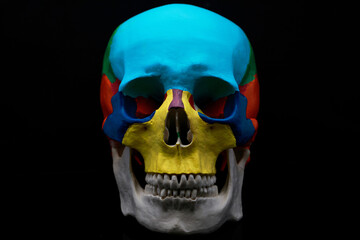 medical skull with different colors on a black background, used for consultation