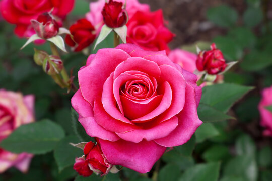 Beautiful perfect rose as a close-up.