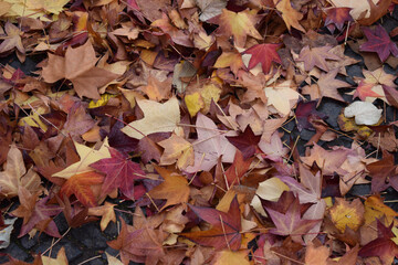 Autumn leaves