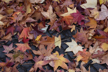 Autumn leaves