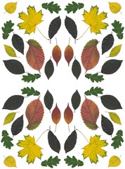arrangement of various multicolor leaves isolated close up