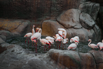Group of flamingos in the lake - Eskişehir zoo