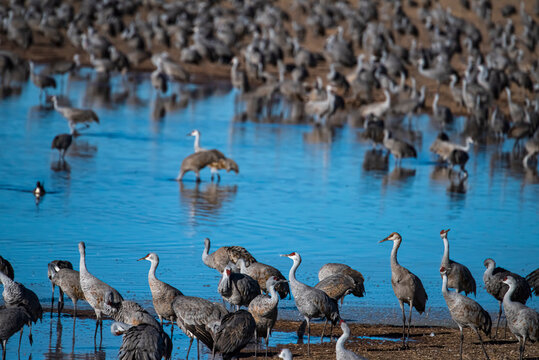 Sandhill Crane (Grus Canadensis) - Whitewater Draw, Arizona