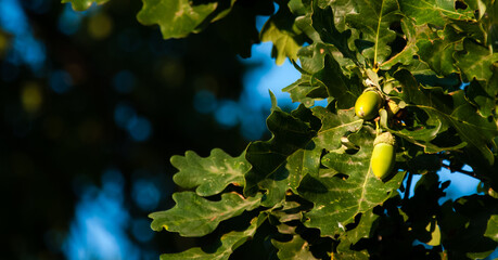Zielone żołędzie na gałęzi drzewa © Andrzej Michaluk