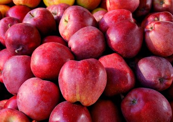 multicolor tasty appples as wholesome fruits close up