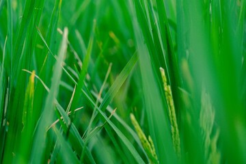 Green paddy close up. Green ears of rice in rice fields and soft focus