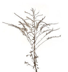 Dry field flower in winter isolated on white background. Dry wild meadow grasses or herbs.