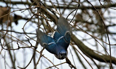 Bluejay coming in for a peanut - flying