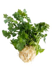 root celery vegetable with green leaves