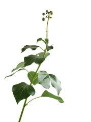 green leaves of hedera helix climbing plant isolated