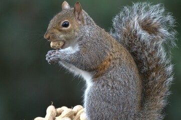 Young squirrel eating a peanut