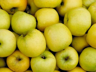 multicolor tasty appples as wholesome fruits close up