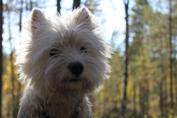 West highland white terriers