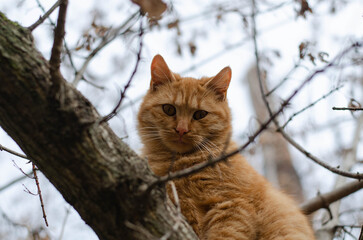Naklejka na ściany i meble Ginger cat sits on a tree. The street cat is walking.