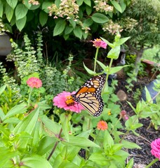 monarch butterfly on flower