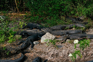 Group of Alligators in Florida