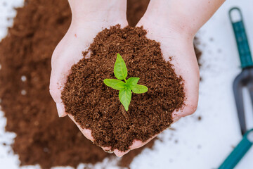 The farmer holds the soil with seedlings of pepper in his hands.
