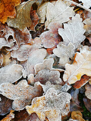 Frosty Autumn Leafs