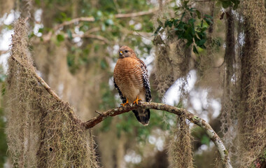 A red-shouldered hawk perched in a tree.