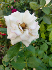 beautiful white rose flower in garden