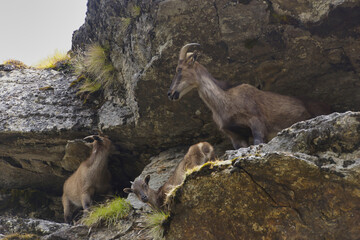 Himalayan Tahr (Hemitragus Jemlahicus) standing on a cliff around Kyangjuma in the Everest area.