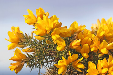 Gorse bush in flower in close up	