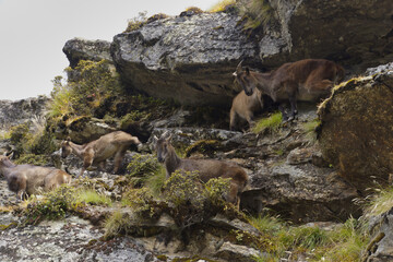 Himalayan Tahr (Hemitragus Jemlahicus) standing on a cliff around Kyangjuma in the Everest area.
