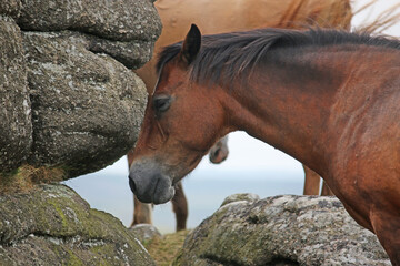 Dartmoor ponies on Meldon Hill