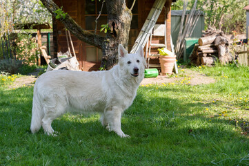 Weißer Schäferhund im Garten