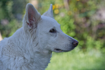 Weißer Schäferhund im Porträt
