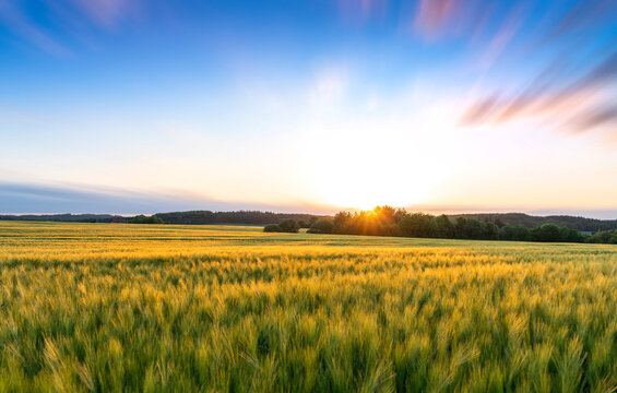 Sunset over wheat field