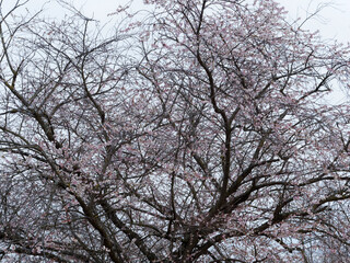 (Prunus subhirtella) Floraison gracieuse et décorative du cerisier du Japon 'Autumnalis' sur branches nues en période hivernale