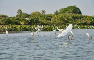 Great egrets (Ardea alba) on the Rio Magdalena, Santa Cruz de Mompox, Bolivar, Colombia