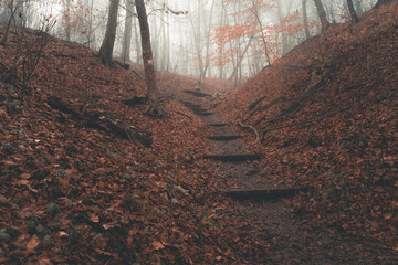 Ścieżka w mglistym jesiennym lesie