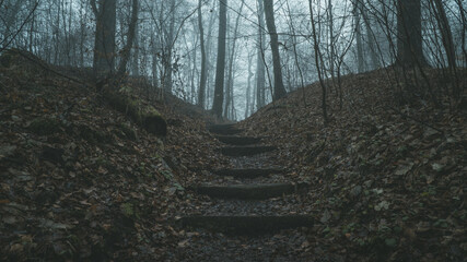 Ścieżka w mglistym jesiennym lesie