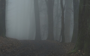Las Wolski w Krakowie we mgle
