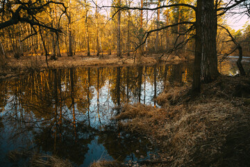 Obraz premium reflection of trees in the water