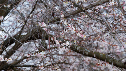 Cerisier à fleurs d'automne ou Cerisier du Japon (Prunus subhirtella 'Autumnalis'), cultivar...