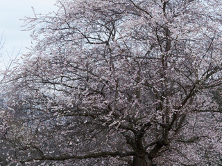 Prunus subhirtella 'Autumnalis' ou Cerisier du Japon à bouton floraux rose pâle et fleurs semi-doubles blanches, calice rougeâtre de fin d'automne et d'hiver