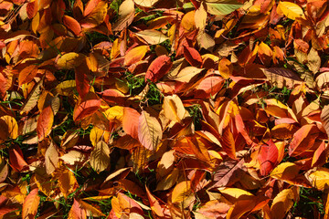 Vibrant orange leaves during the fall/autumn season in Virginia