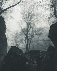Las Wolski w Krakowie we mgle