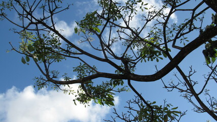 natureza brasil