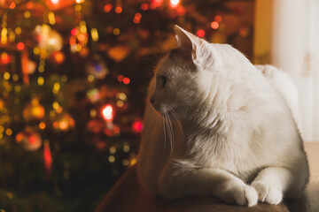 Biały kot na świątecznym tle