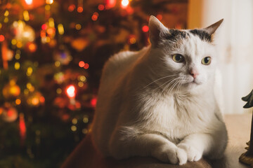 Biały kot na świątecznym tle