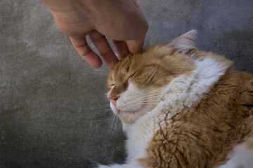 retrato de hermoso gato con un fondo de cemento y musgo