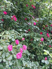 pink flowers in garden