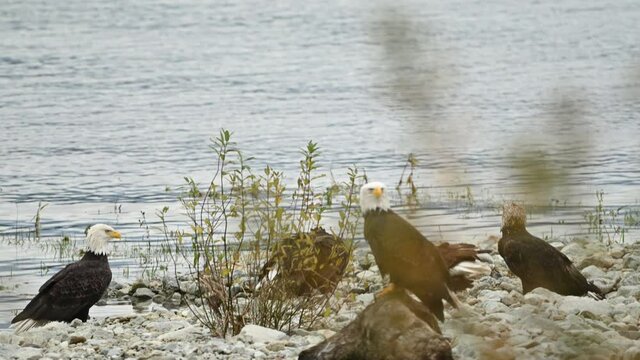 Bald Eagle (Haliaeetus leucocephalus) eating fish after a successful hunting for salmon in Fraser Valley, British Columbia, Canada