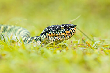Wagler's pit Vipers on grass