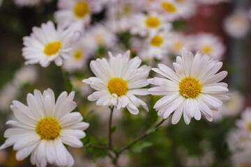 Fototapeta premium Beautiful chamomile flower in selective focus