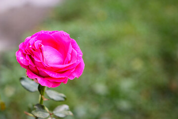Wonderful rose bush flower in selective focus
